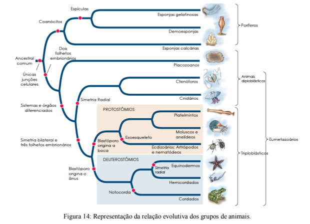 Biologia